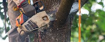 Trusted Orchard Hills, PA Tree Services Experts