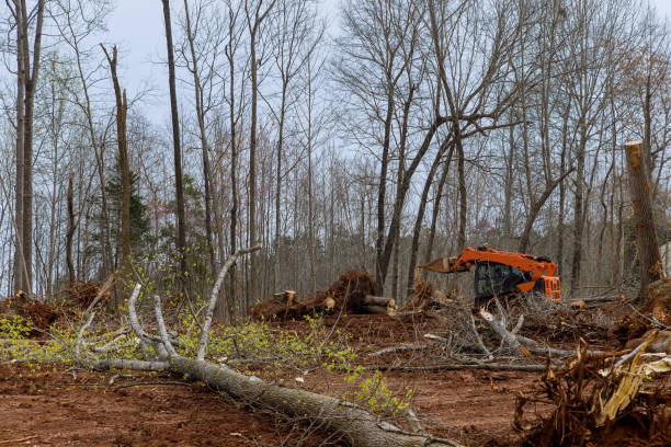 Best Tree Risk Assessment  in Orchard Hills, PA